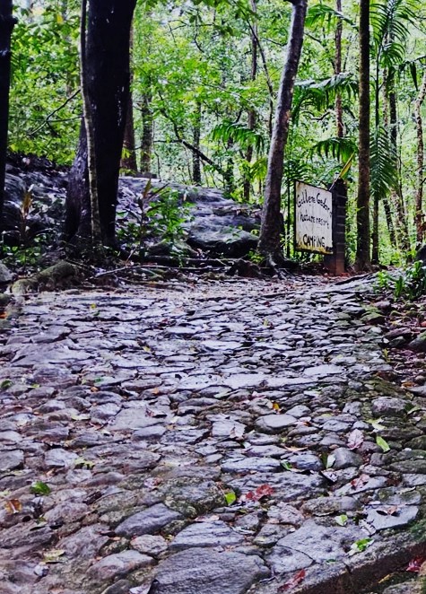 Stone path winding through the rainforest into the retreat